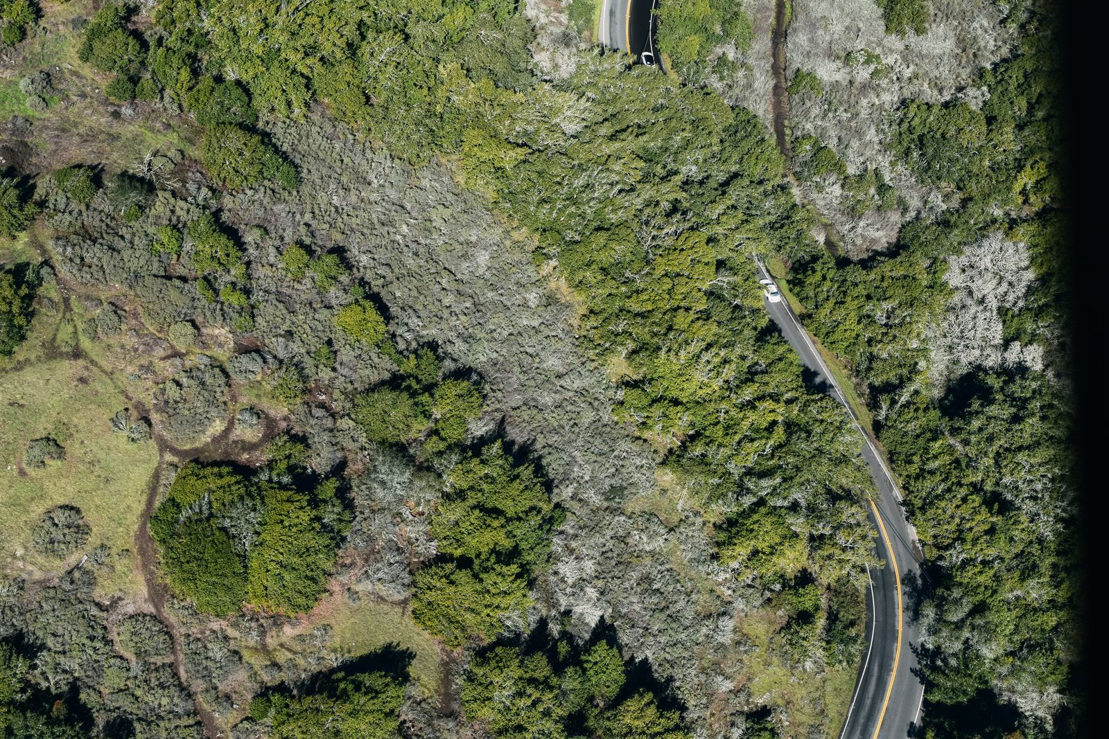 Route sinueuse vue du ciel au milieu de la forêt